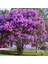 Mor Oya Ağacı Fidanı 1