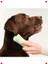 Küçük Köpekler Için Tüy Bakım Fırçası - Yeşil 3