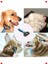 Kedi Köpek Tüy ve Düğüm Açma Tarağı - Büyük Boy 5