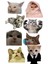 Kedi Telefon Laptop Notebook Tablet Defter Matara Stiker Etiket ST2048 1