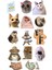 Kedi Telefon Laptop Notebook Tablet Defter Matara Stiker Etiket ST2117 1