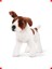 Büyük Boy Peluş Köpek Oyuncak, Jack Russell Terrier 1