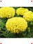 Sarı Iri Kafa Kadife Çiçeği F1 Tohumu (20 Adet) 1