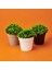 Dekor Saksıda Bitki - Asorti - 12X13 cm 3