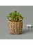 Hasır Efekt Saksıda Sukulent - 7X8X8 cm 2