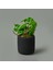 Mini Pot Soft Yaprak Saksılı Çiçek - Asorti - 8X6X6 cm 1