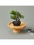 Dekor Mini Yapay Bonsai - Asorti - 10X13 cm 2