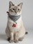 Kedi Bandanası Yılbaşı Temalı | Christmas Cat Bandana | Çorap Süs Detaylı Kedi Fuları 5