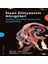 Insan Dünyasının Döngüleri –tarihin Çarkları Arasında Uygarlıklar 1