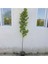 Çınar Ağacı Fidanı 1