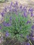 10 Adet Açık Köklü Angustifolia Lavanta Fidesi Fidan 1