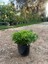 Pitos (Pittosporum Tobira) Bitkisi 40-50 cm 2