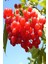 Tüplü Aromatik Salkım Meyveli Girebolu (Gilaburu) Fidanı 1