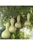 Su Kabağı & Et Kabağı Yerli Tohum 9