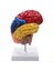 Beyin Anatomik Modeli Anatomisi 1:1 Yarım Beyin Beyin Sapı (Yurt Dışından) 1
