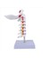 Servikal Vertebra Atardamar Omurga Spinal Sinirler Anatomik Model (Yurt Dışından) 4