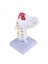 Servikal Vertebra Atardamar Omurga Spinal Sinirler Anatomik Model (Yurt Dışından) 5