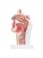 Çalışma Için Insan Anatomik Burun Boşluğu Boğaz Anatomisi Modeli (Yurt Dışından) 1