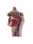 Çalışma Için Insan Anatomik Burun Boşluğu Boğaz Anatomisi Modeli (Yurt Dışından) 5