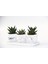 Trio Beyaz Sukulent Seti - Haworthia Pumila, Limifolia 1