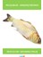 Yumuşak Peluş Kedi Oyuncağı Balık 20*8*3,5 cm Eğlenceli Oyun 1
