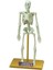 Bilim Seti : Insan Iskeleti 1