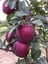 Starkrimson Delicious Elma Ağacı 3 Yaş 100 cm 120 cm 1