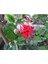 Kırmızı Kızılay Çiçeği Fidanı 20CM-40CM 1