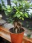 Bonsai Çiçeği Fidanı 20CM-40CM 1