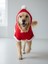 Santa Teddy Kırmızı Yılbaşı Köpek Kıyafeti | Noel Baba Kapüşonlu Polar Sweatshirt | Orta ve Büyük Irklar Için 5