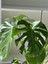 Monstera Deliciosa (Deve Tabanı) – Büyük Yapraklı Tropikal Salon Bitkisi 1