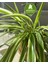 Hava Temizleyici Kurdele Çiçeği (Chlorophytum) 2