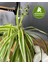 Hava Temizleyici Kurdele Çiçeği (Chlorophytum) 5