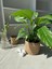 Barış Çiçeği – Spathiphyllum – Hava Temizleyici, Çiçek Açan Iç Mekan Salon Bitkisi 1