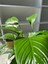 Barış Çiçeği – Spathiphyllum – Hava Temizleyici, Çiçek Açan Iç Mekan Salon Bitkisi 3