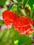 Hotbynature Trinidad Scorpion Pepper / 1,2 – 2 Milyon Scoville - Gerçek Taze Acı Biber 2