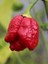 Hotbynature Trinidad Scorpion Pepper / 1,2 – 2 Milyon Scoville - Gerçek Taze Acı Biber 3