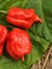 Hotbynature Trinidad Scorpion Pepper / 1,2 – 2 Milyon Scoville - Gerçek Taze Acı Biber 4