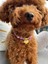 Mor ve Sarı Sevimli Köpek Kolyesi/tasması 4