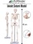 Iskelet Sistemi Maketi 45 cm 1 Adet Insan Iskelet Modeli Haraketli Eğitim Iskelet Anatomisi Iskelet Sistemi Fen Deney 1