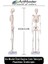 Iskelet Sistemi Maketi 45 cm 1 Adet Insan Iskelet Modeli Haraketli Eğitim Iskelet Anatomisi Iskelet Sistemi Fen Deney 3