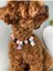 Halloween Temalı Sevimli Charmlı Köpek Kolyesi/tasması 4