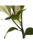 ZARİF ZAMBAK ÇİÇEĞİ BEYAZ 75CM 6