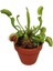 Look Venus Fly Trap Tohumu 5 Adet Tohum Etçil Bitki Etobur Bitki Sinek Kapan TH-8777963100152 1