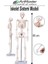 Iskelet Sistemi Maketi 85 cm 1 Adet Insan Iskelet Modeli Haraketli Eğitim Iskelet Anatomisi Iskelet Sistemi 1