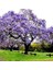 Mor Çiçekli Yoğun Kokulu Paulownia Ağacı Fidanı (60-100 Cm) 3