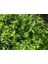 Moroccan Spearmint 50GR 1