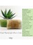 Miglow Doğal Kabak Lifli Aloe Vera Sabunu, Masaj Etkili, Bitkisel Özler Içeren, 120GR 1