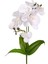 Yapay Orkide Gerçek Dokunuş Beyaz 45 Cm. 1