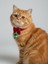 Christmas Tree Yılbaşı Kedi Papyon Tasması | Kırmızı Fiyonk Boyun Aksesuarı | Noel Temalı Kedi Süsü 3
